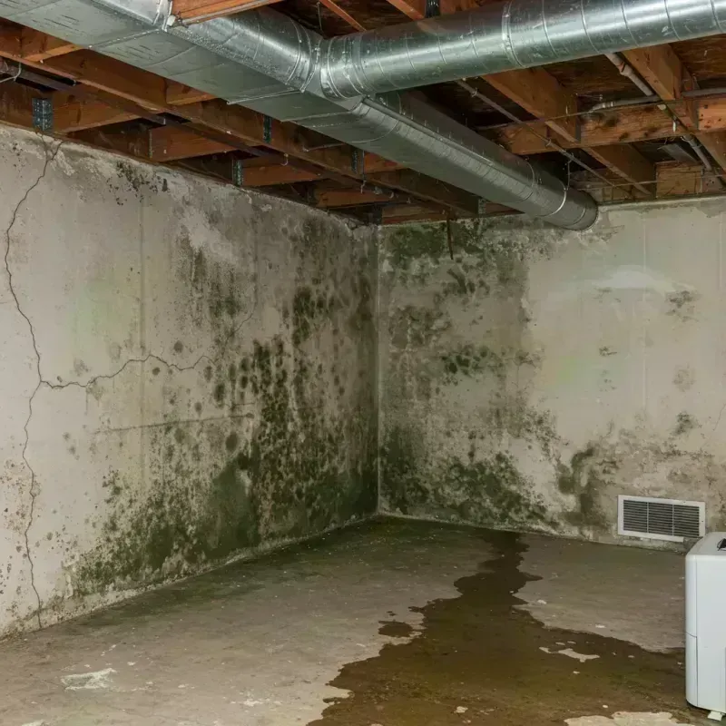 Professional Mold Removal in Breese, IL